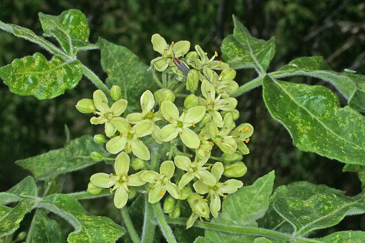 Ptelea