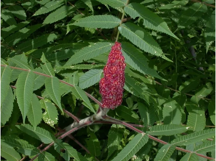 sommaco fiore
