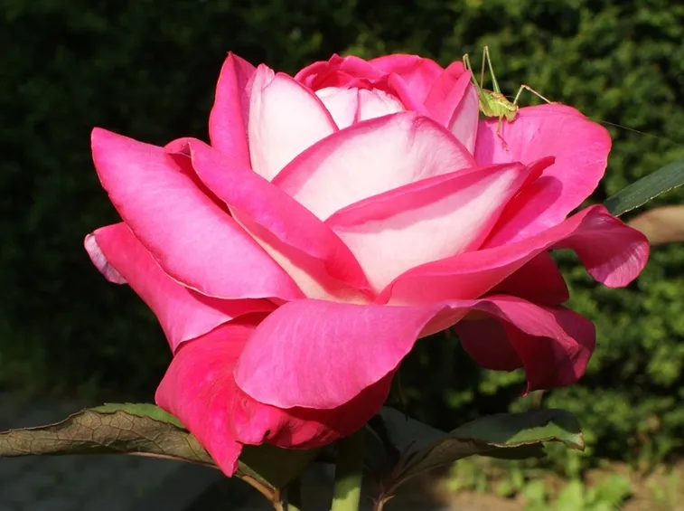 Rose acapella