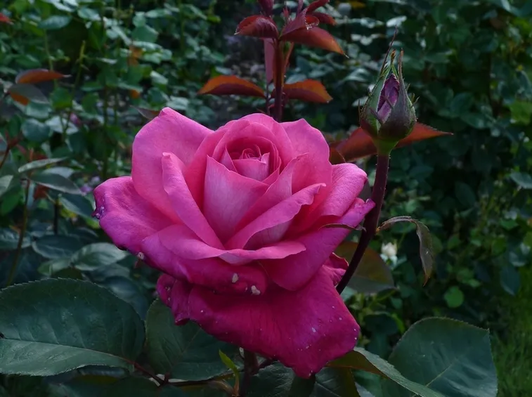 rosa acapella