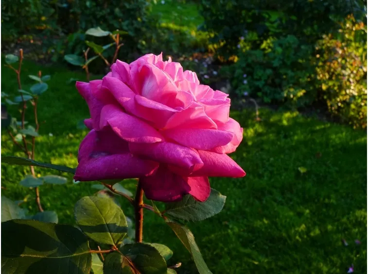 rose acapella