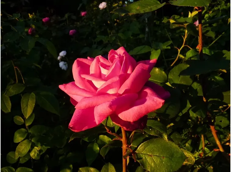 esempio di rosa