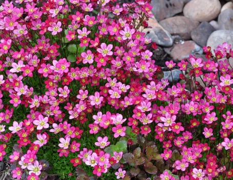 saxifraga