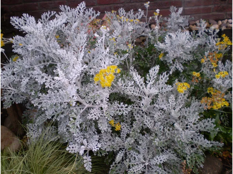 senecio marittimo