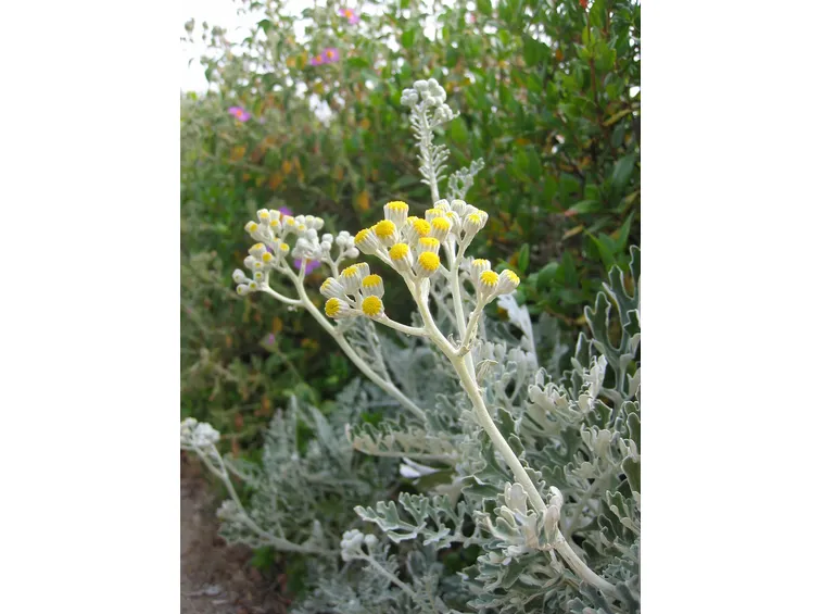 coltivare il senecio marittimo