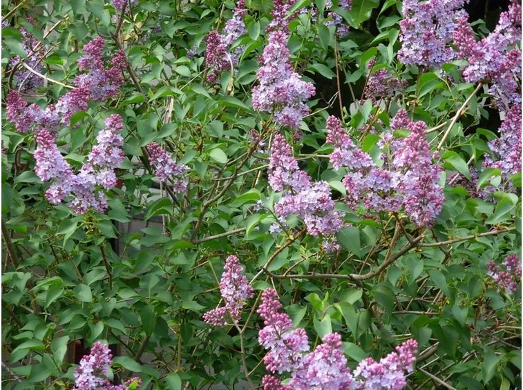 Lillà