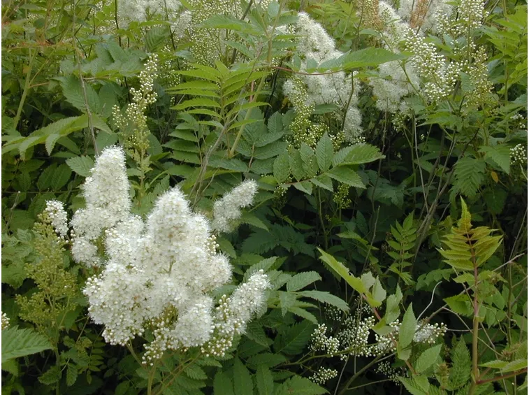 Sorbaria