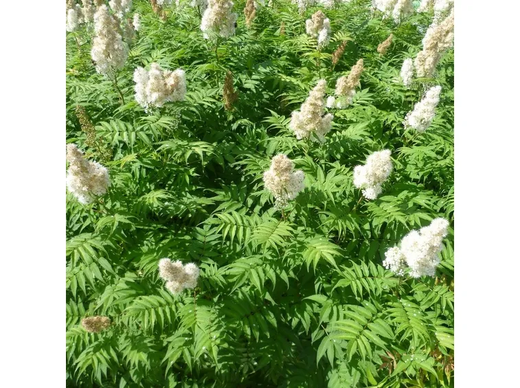 Sorbaria