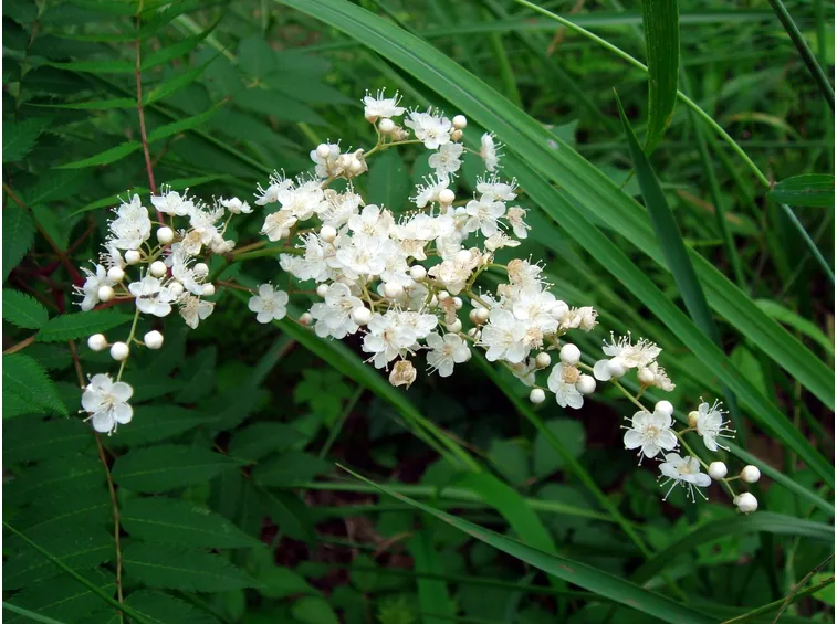 sorbaria