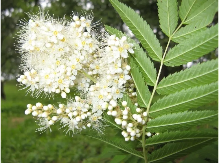 sorbaria sorbifolia