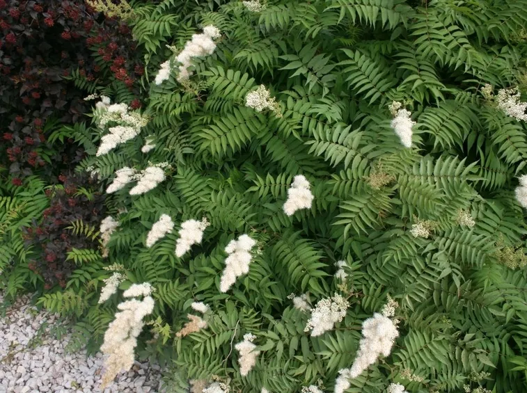sorbaria