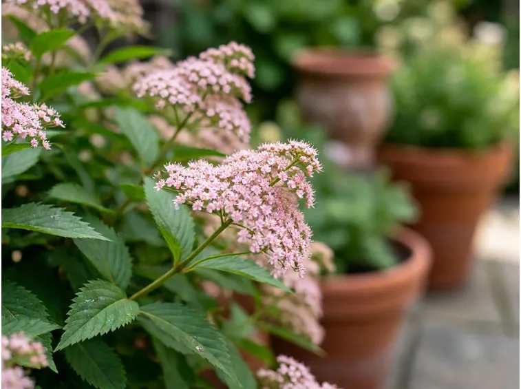 spirea del giappone