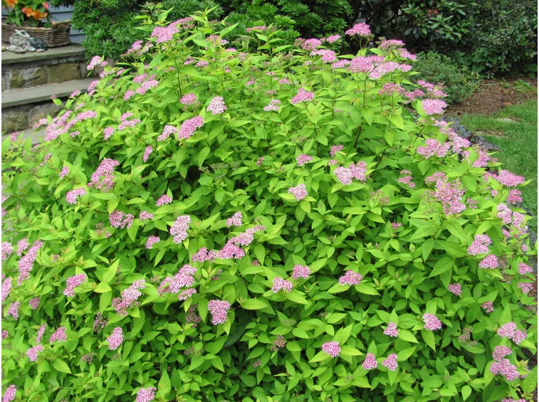 Spirea