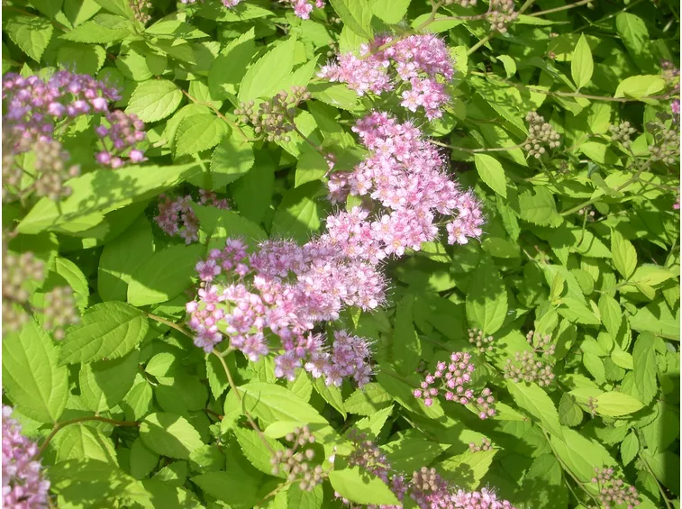 Spirea