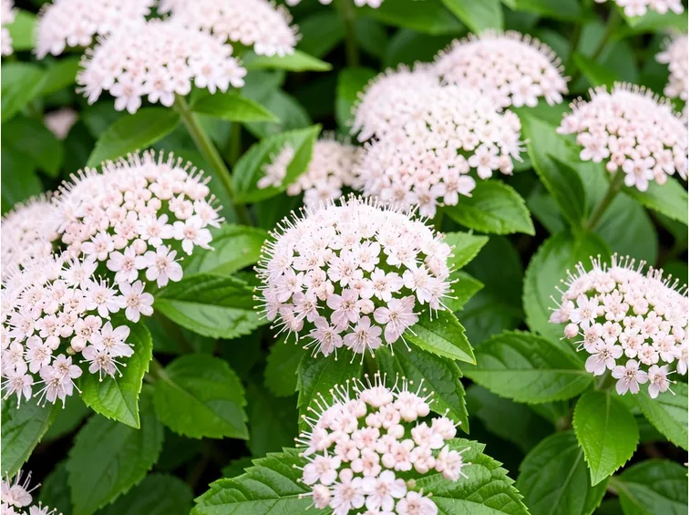 spirea