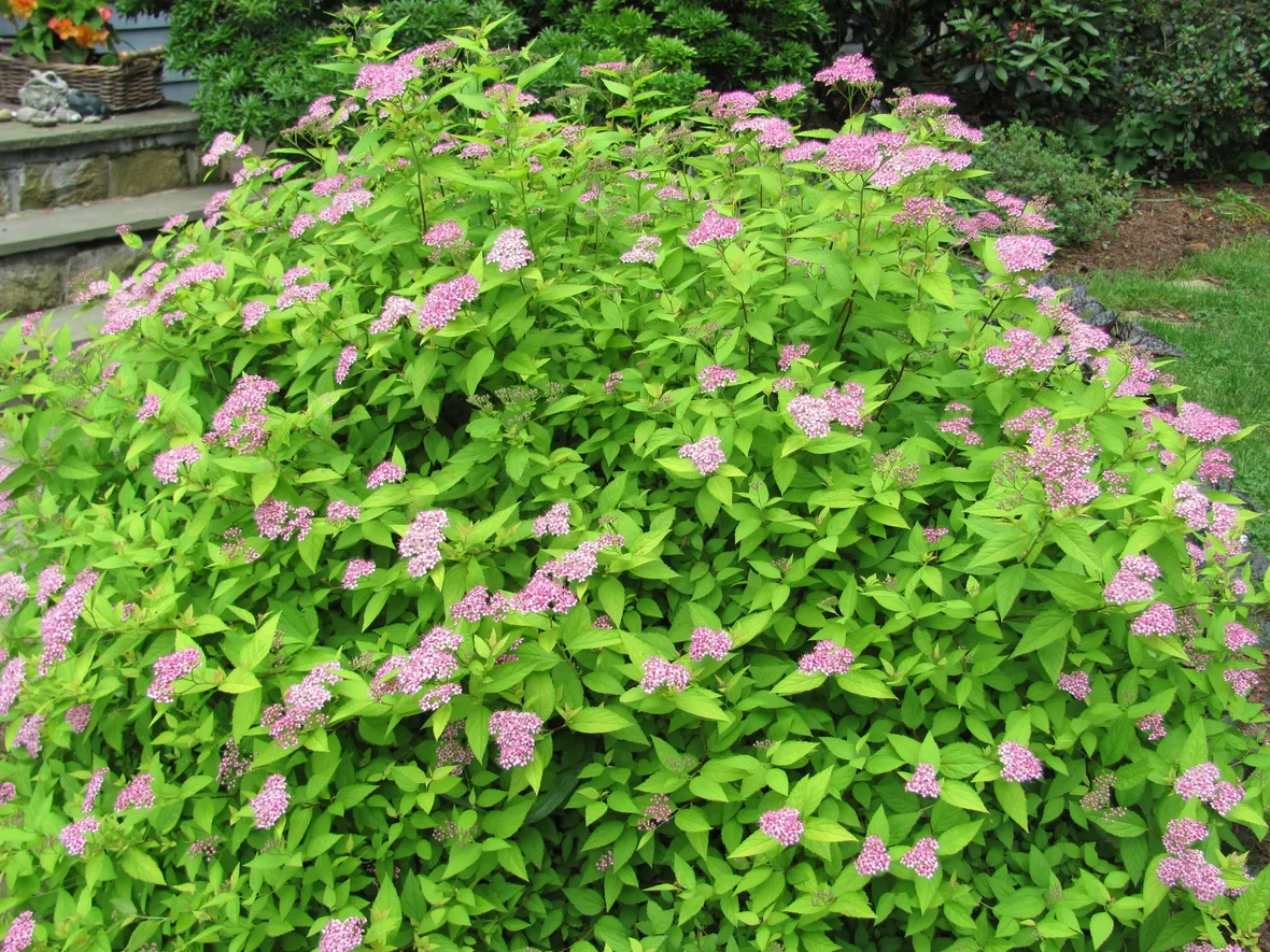 Spirea