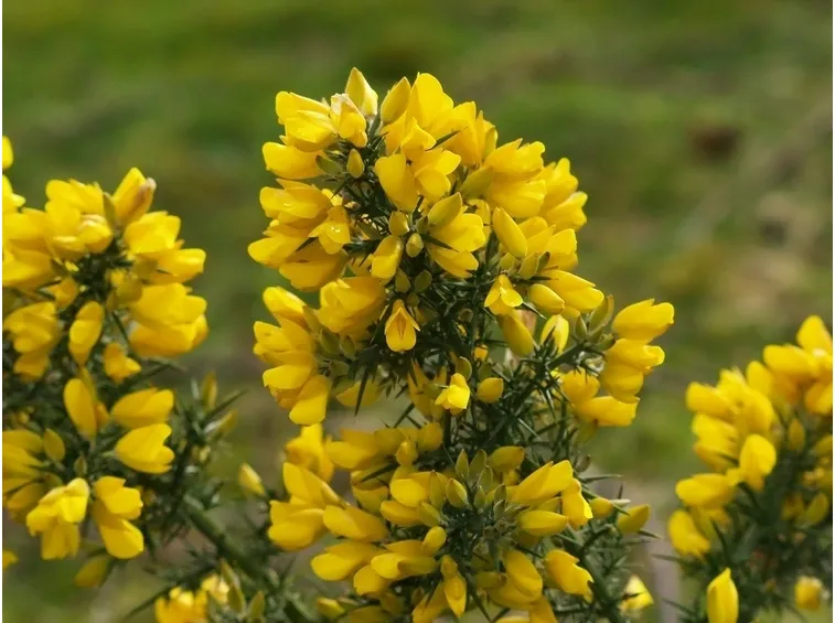 ginestrone