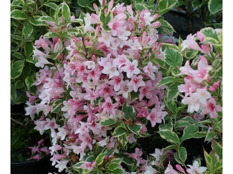 weigela variegata