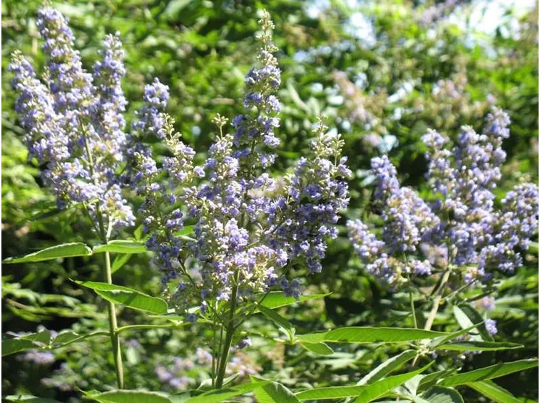 vitex