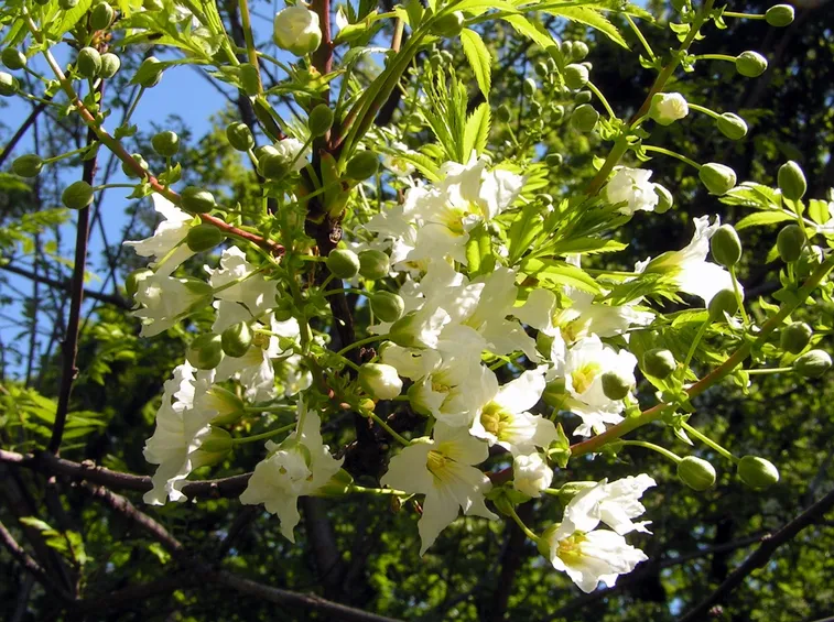 Xantoceras