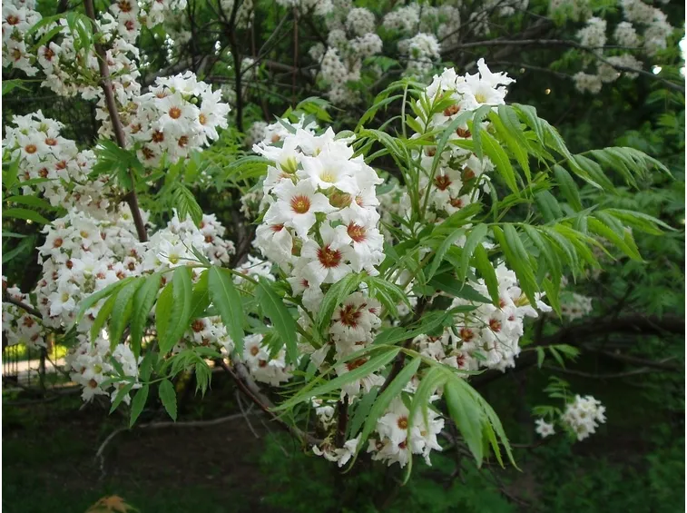 Xantoceras