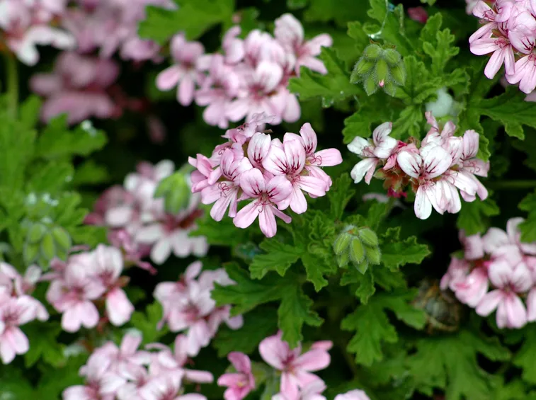 pelargonium