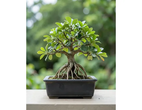 ficus bonsai