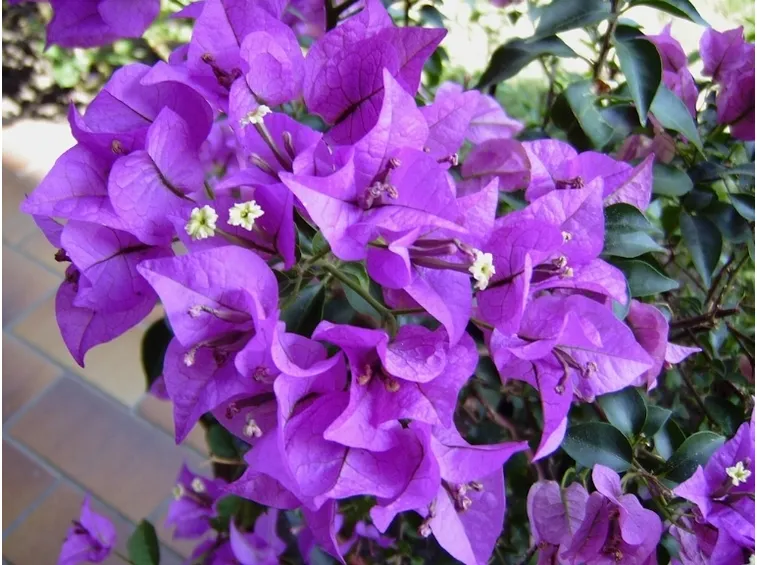 bougainville