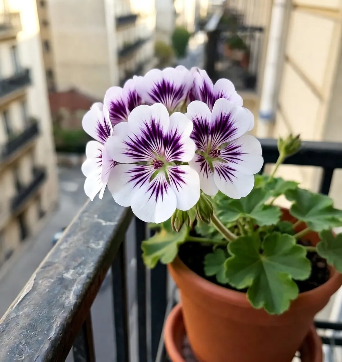 piante da balcone