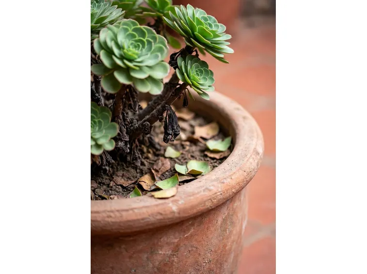Aeonium
