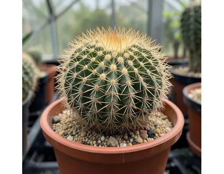 mammillaria