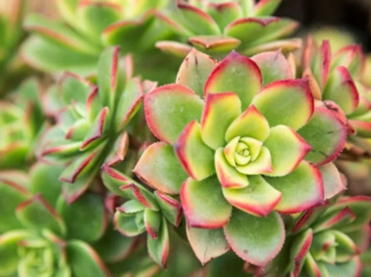 foglie aeonium