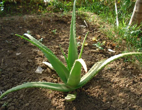 Aloe
