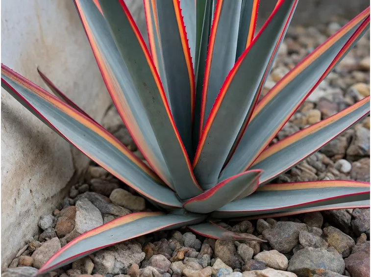 foglie di agave