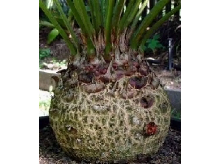 caudex