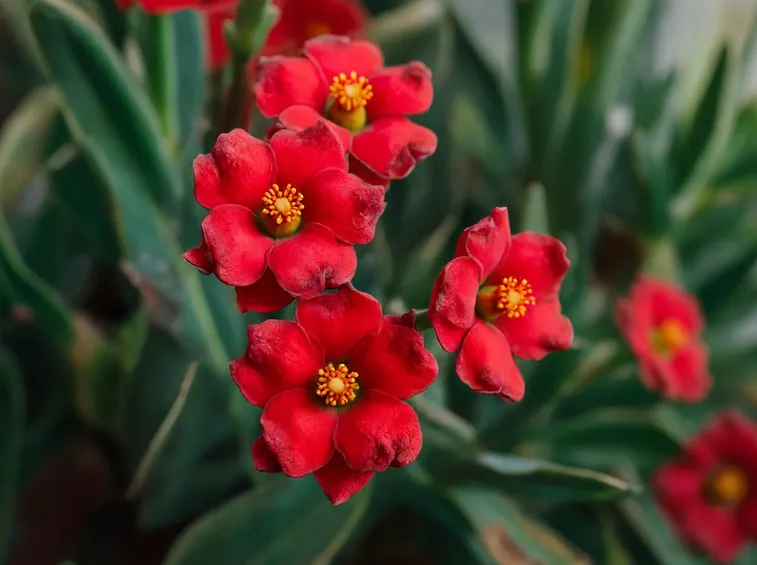 fiori euphorbia
