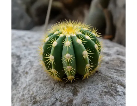 Acanthocalicium