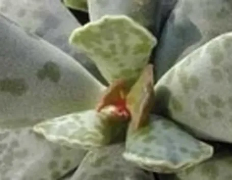 Adromischus cooperii 