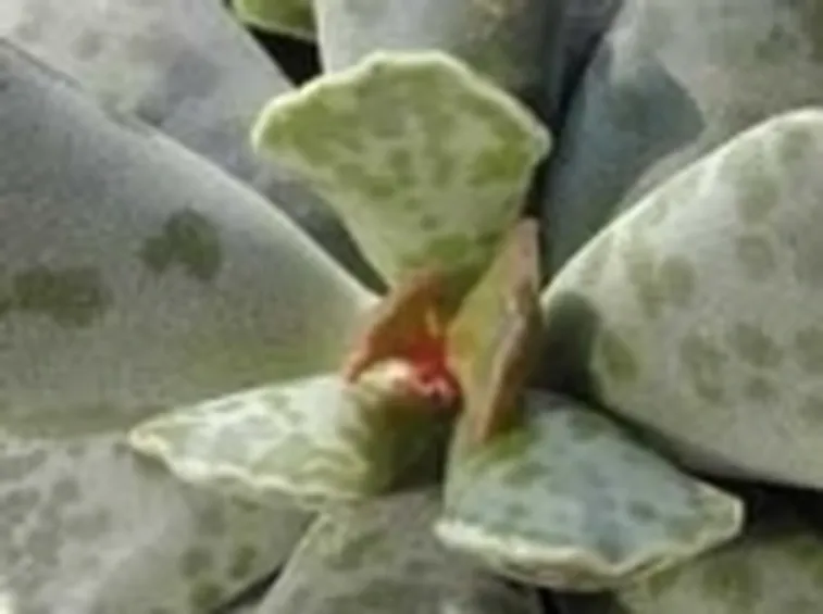 Adromischus cooperii