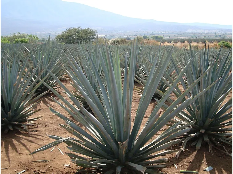 agave