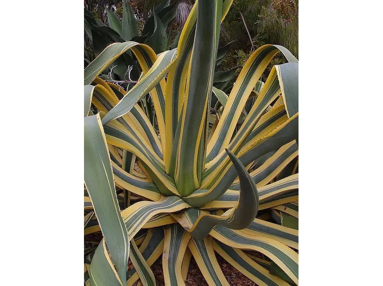 pianta agave