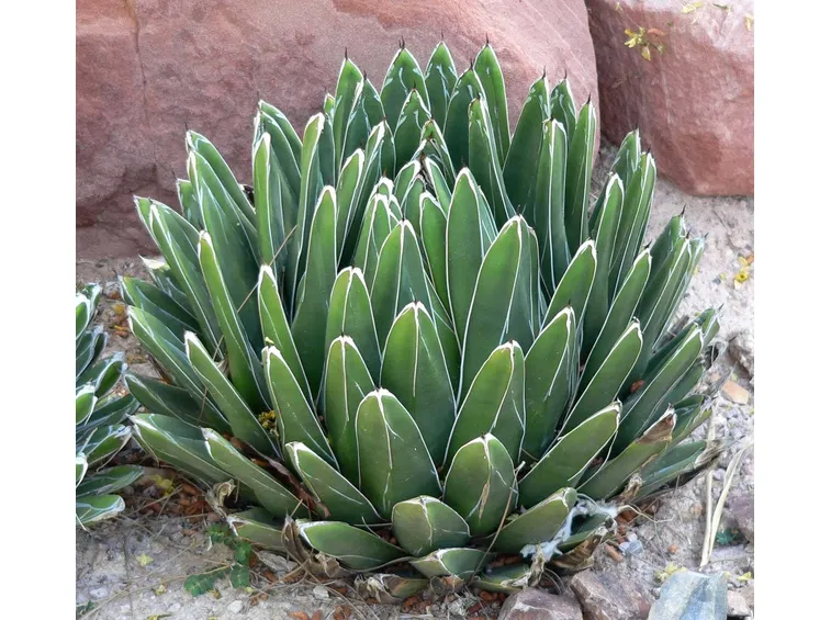 fiore agave