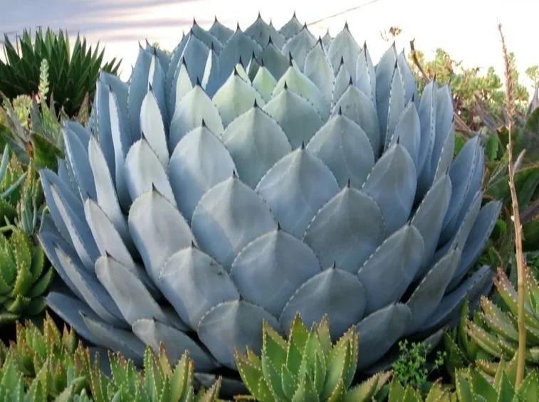 coltivare agave