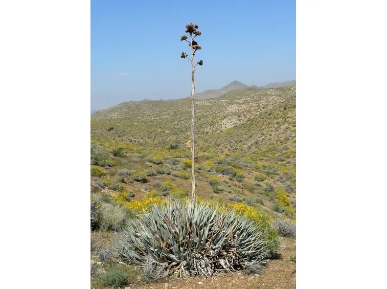 propagare agave