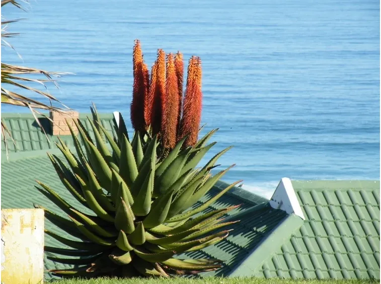 Aloe ferox