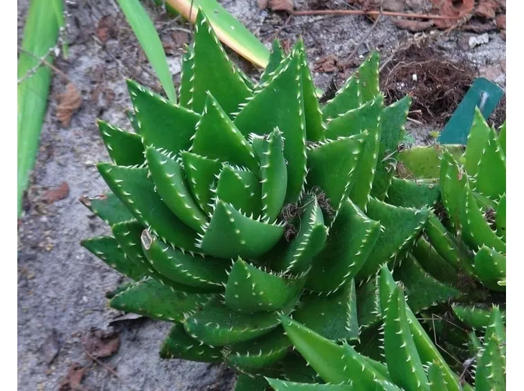 Aloe mitriformis