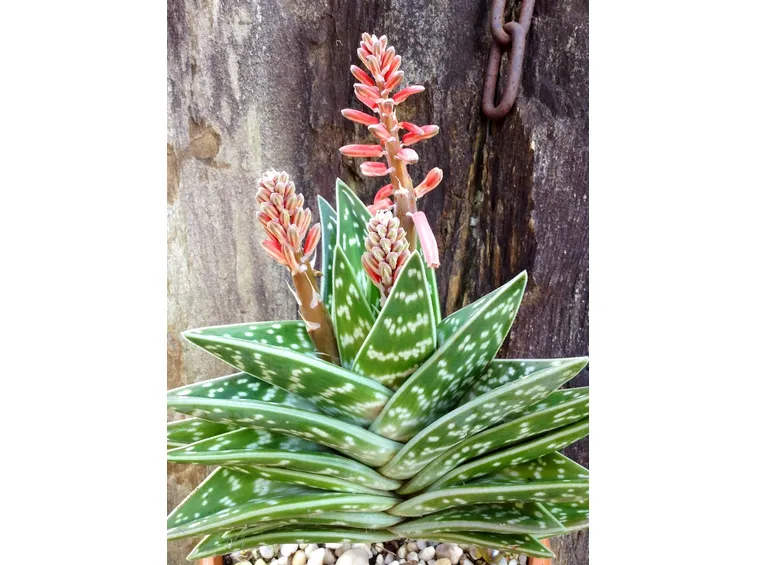 Aloe variegata