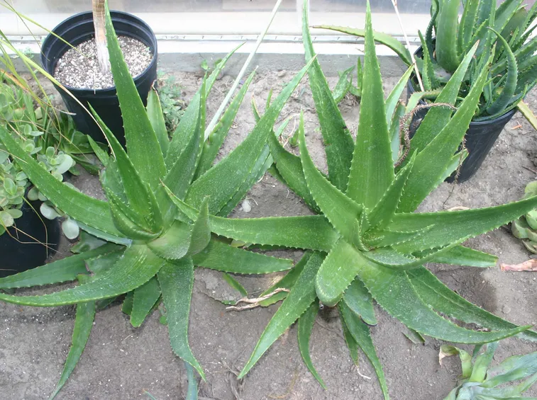 Aloe
