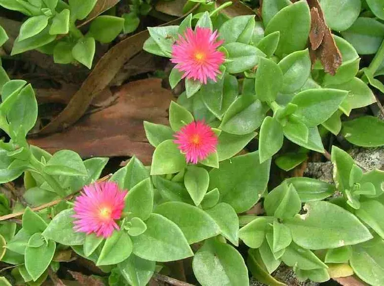aptenia