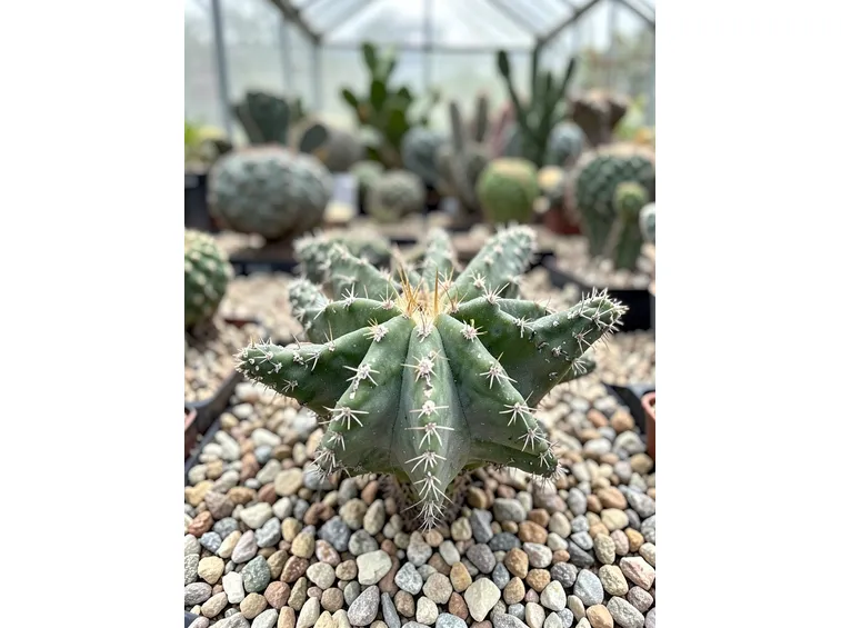 astrophytum myriostigma